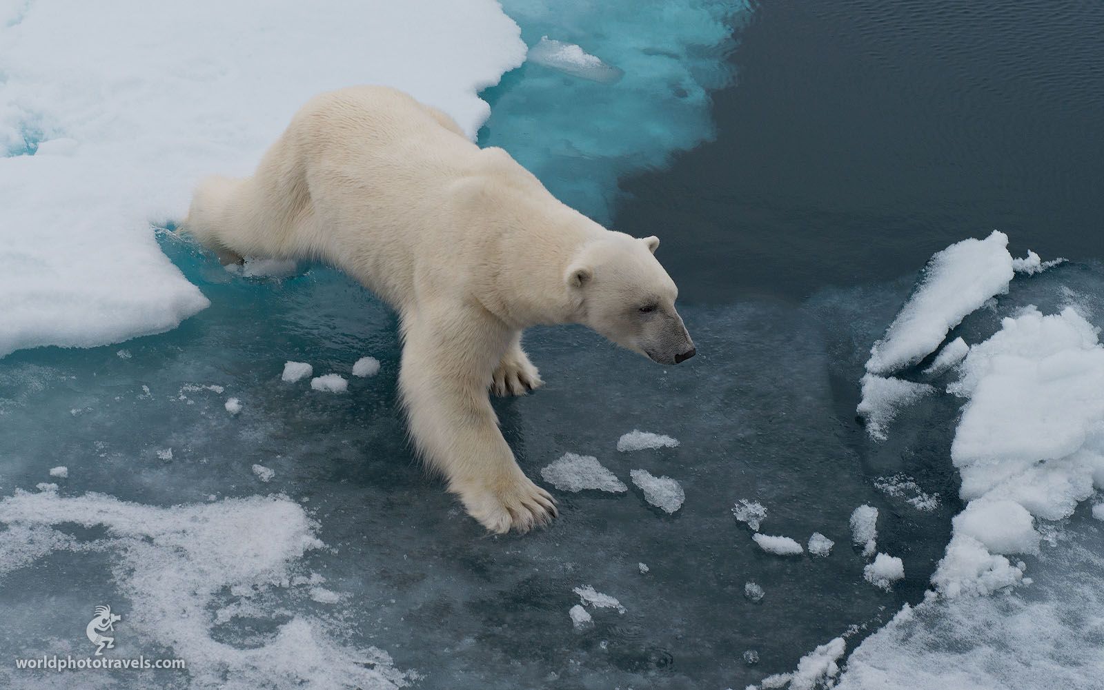 svalbard., spitsbergen., norway., polar, bear., ursus, мaritimus, Майк Рейфман