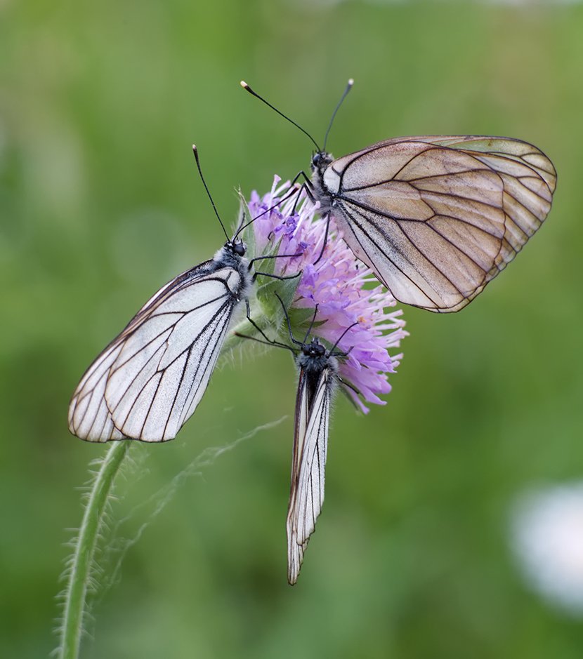 бабочка, бабочки, боярышница, макро, aporia crataegi, Alexey Gnilenkov