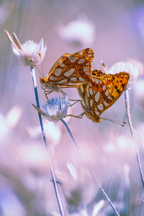 Бабочки, Александра Александрова