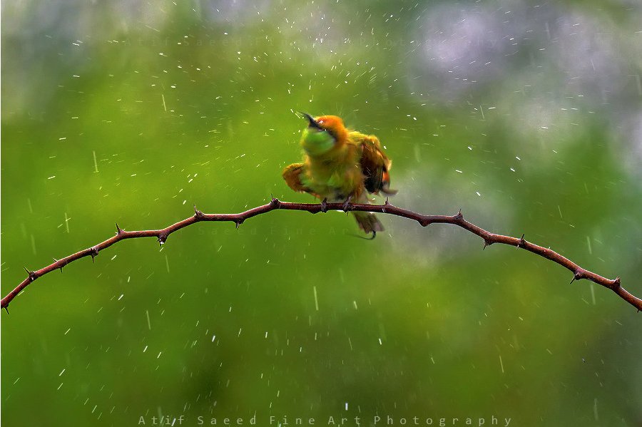 , M Atif Saeed