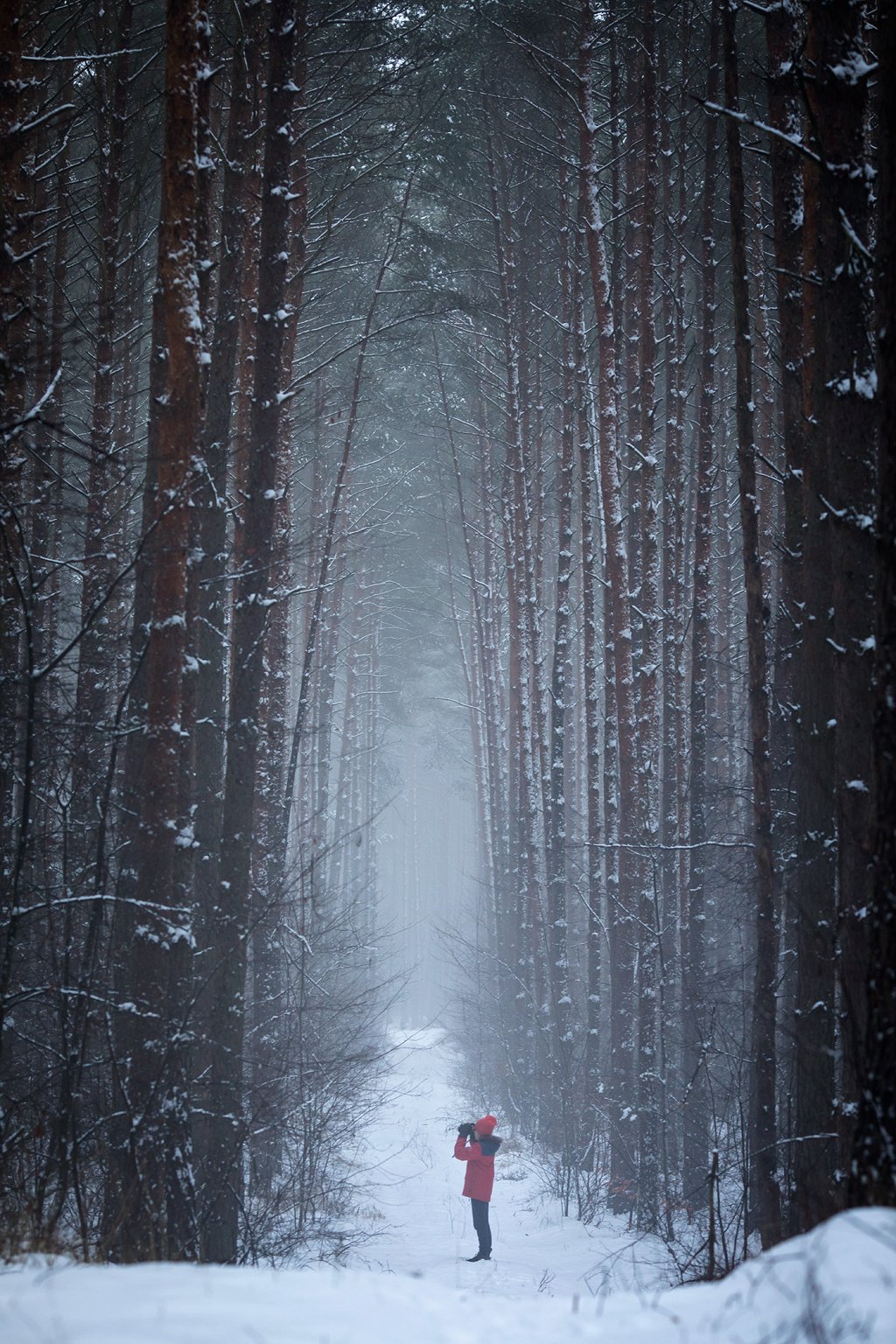 winter walk in the woods зимняя прогулка в лесу snow fog magic mist trees alone path road tunnel forest, Radoslaw Dranikowski
