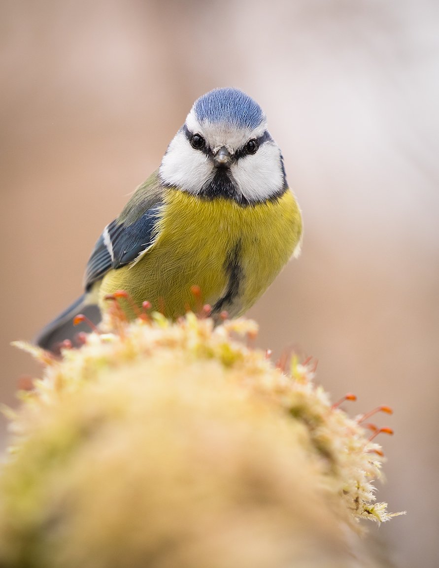 , Robert Adamec