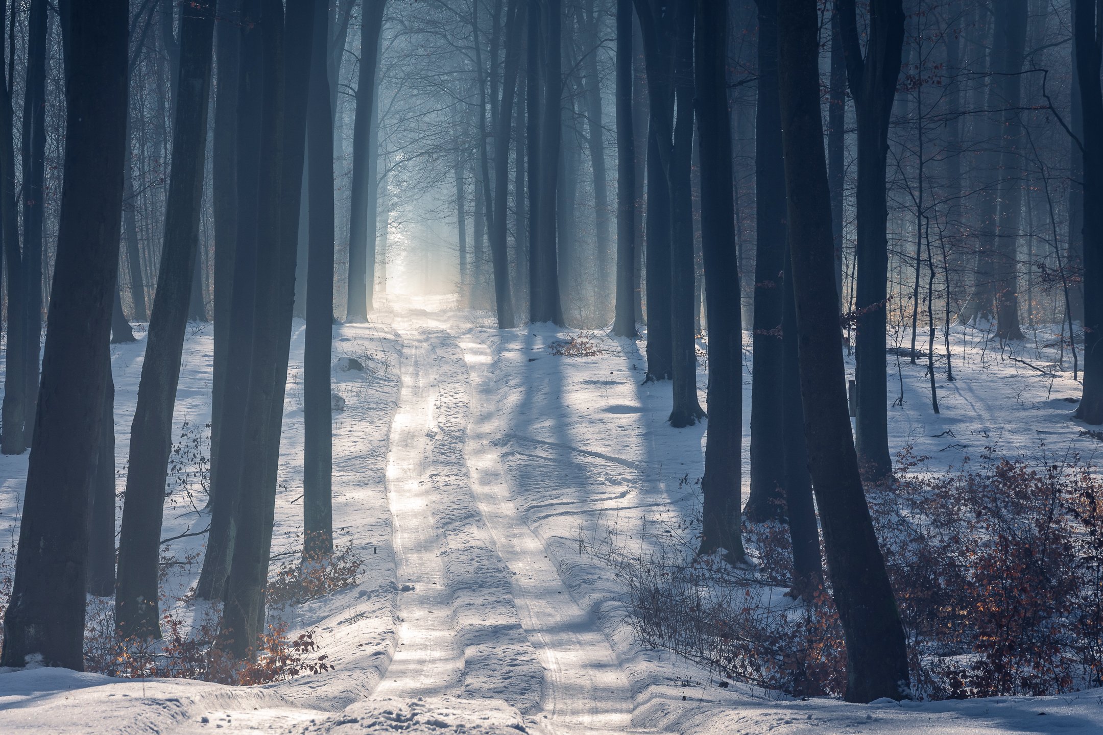 Полная тайна хмурой тишины. Страшный зимний лес ночью. Зимний лес для гачи. Зимний лес боке. Лес зимой сверху.