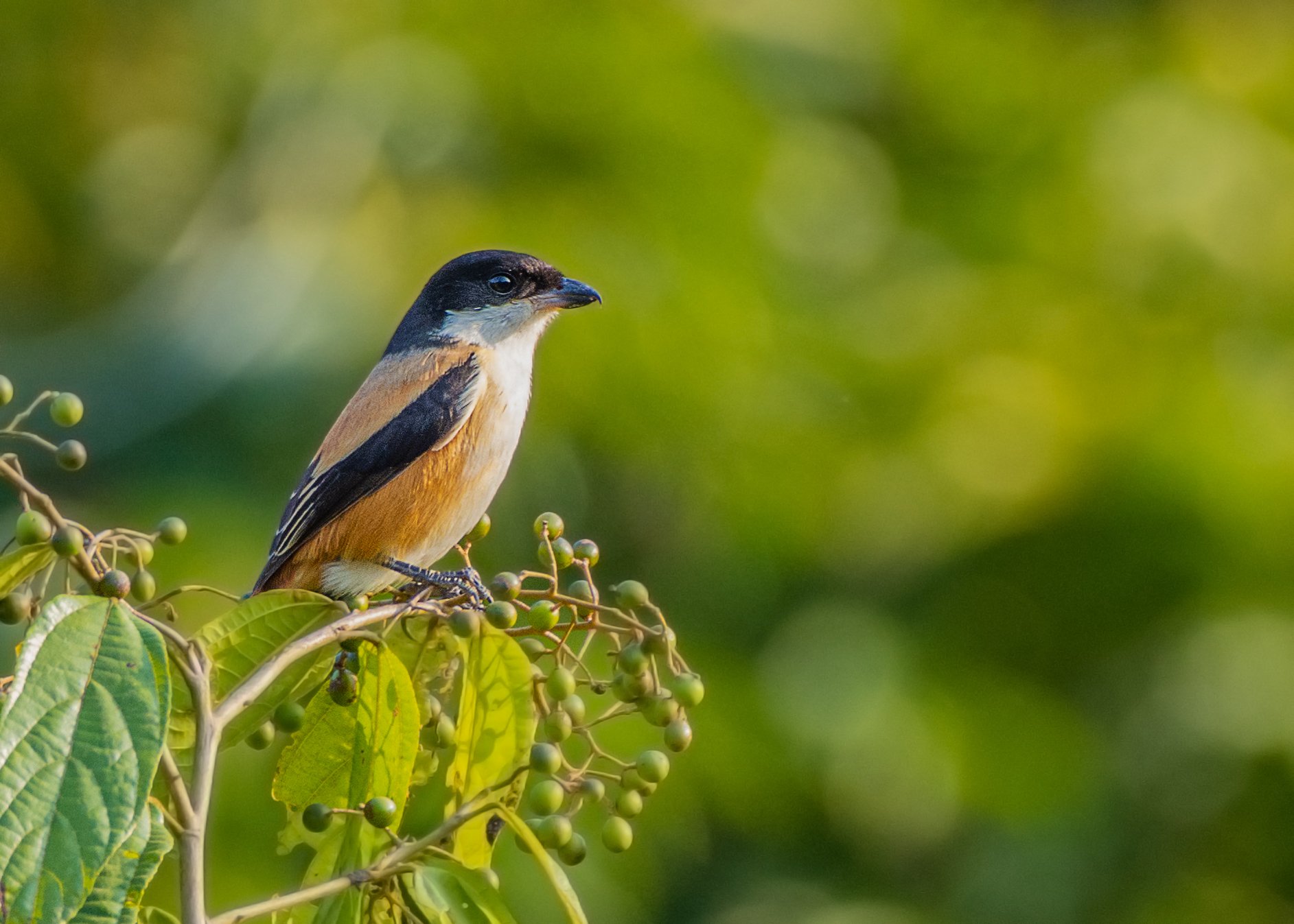 birds, 2020, 2021, nature, wildlife, birding, wild, India, Pinak Paul