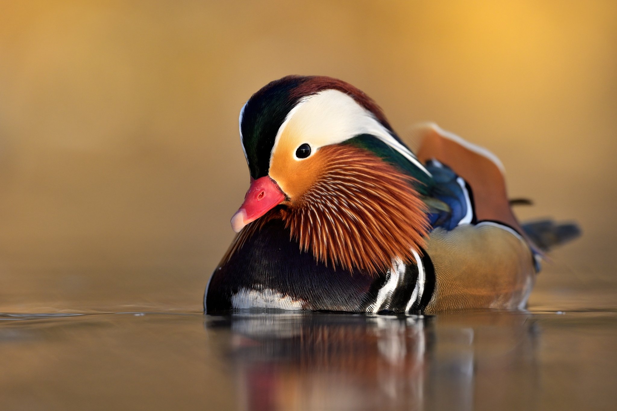 wildlife, aix galericulata, mandarin duck, nature, Ľubomír Novák ٿ