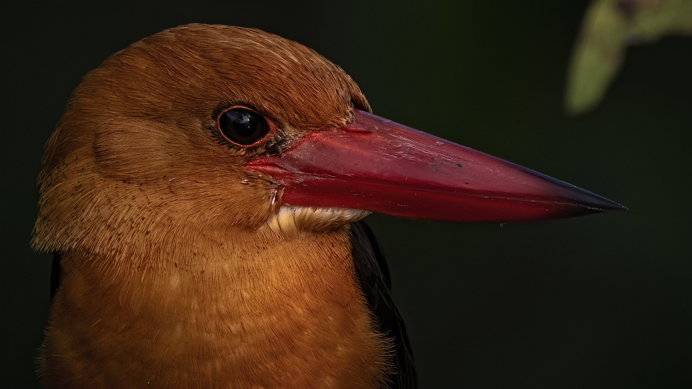 Brown-winged Kingfisher Sunderbans, Arpan Saha