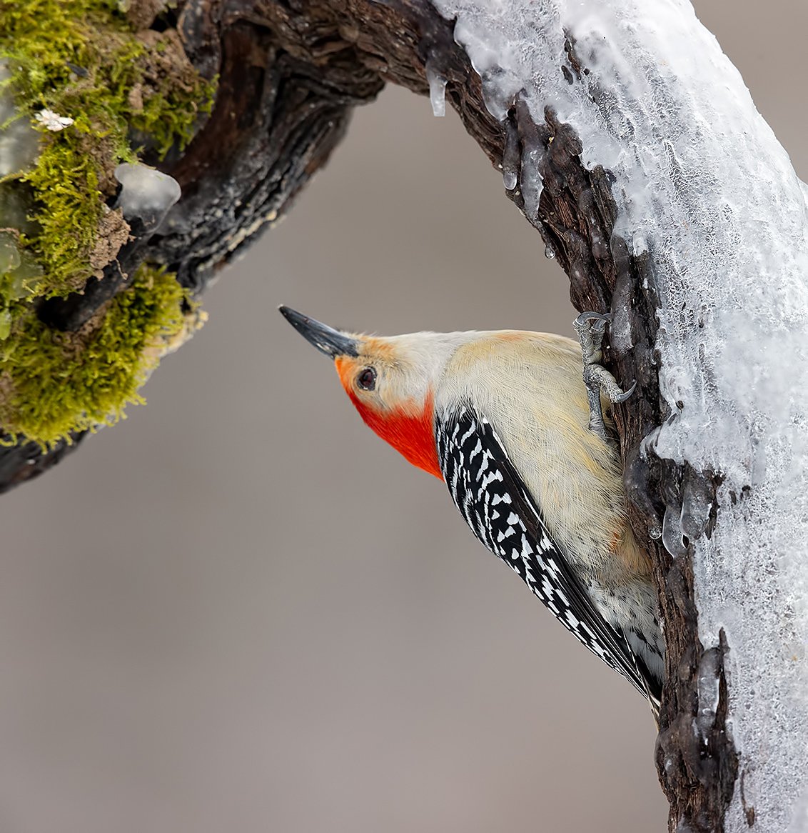 дятел, каролинский меланерпес, red-bellied woodpecker, woodpecker,  птицы на снегу, Elizabeth Etkind