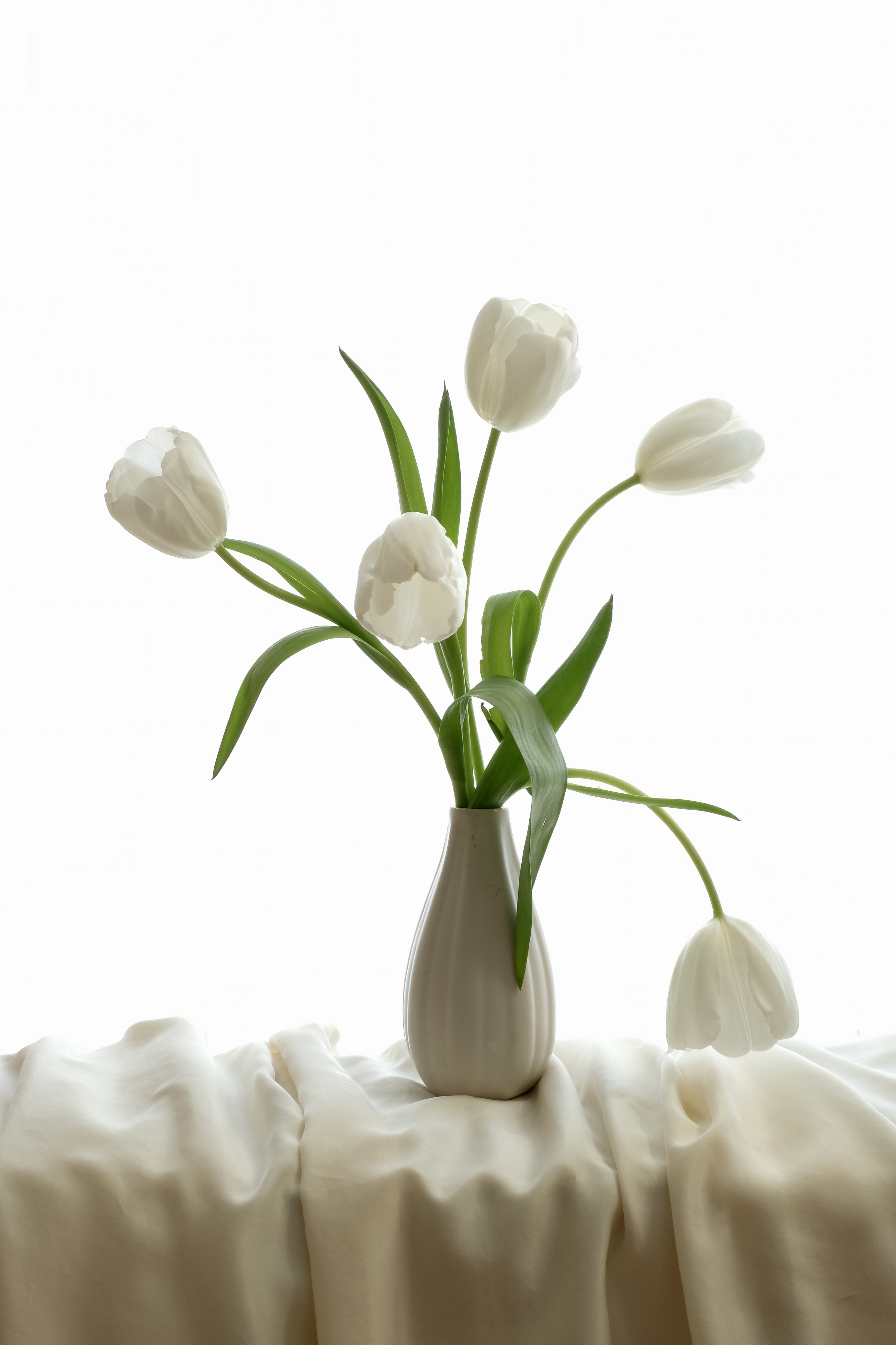 Still life, flower, tulip, flora, white, silk, macro, nature, light, , Svetlana Povarova Ree