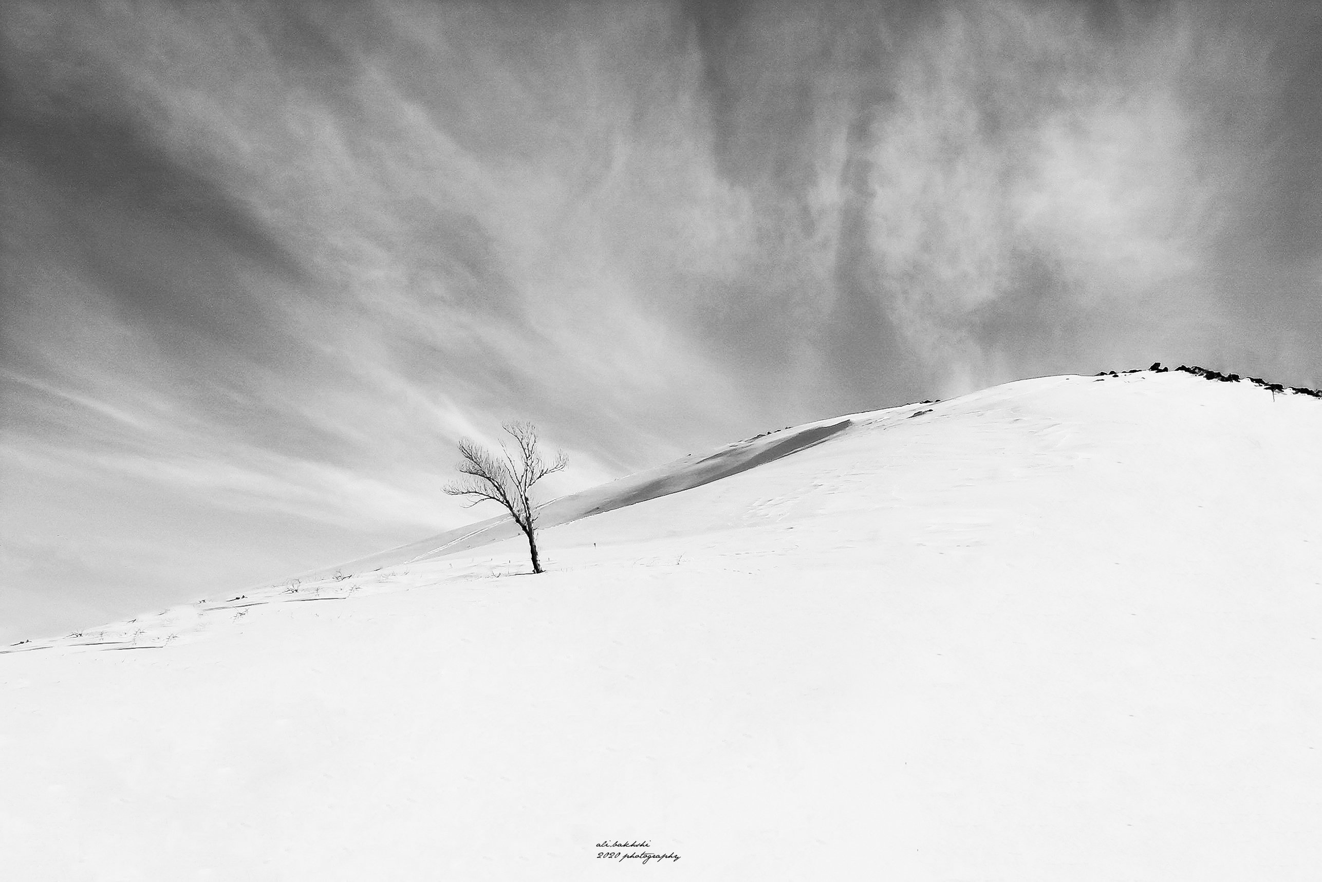 #pretty #landscape #snow #winter #lonely #lovely #minimal #tree #white, ali bakhshi
