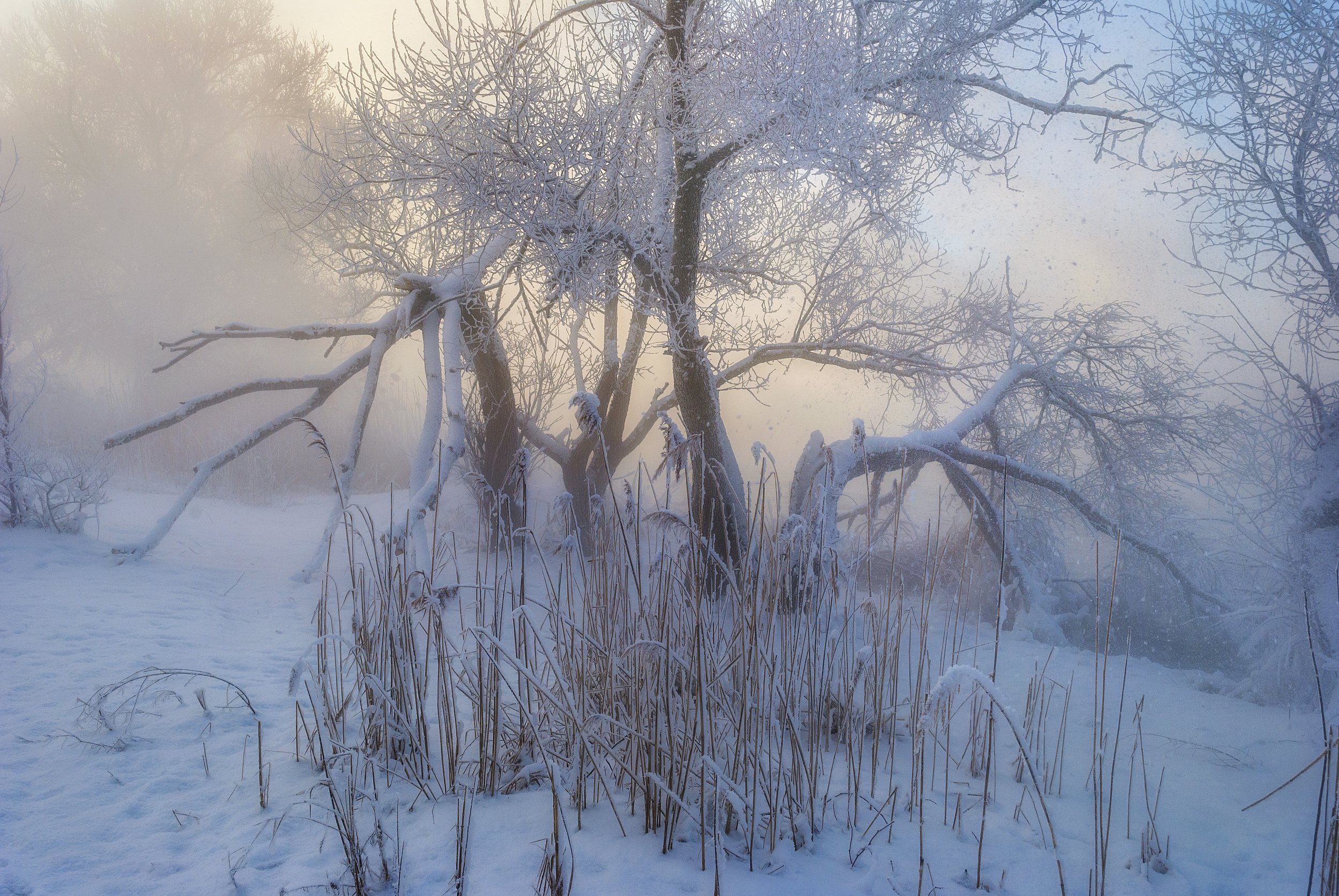 зима,иней,холод,мороз,сказка,новый год,белый снег,деревья,лёд,вода,туман,утро, Владимир Володин