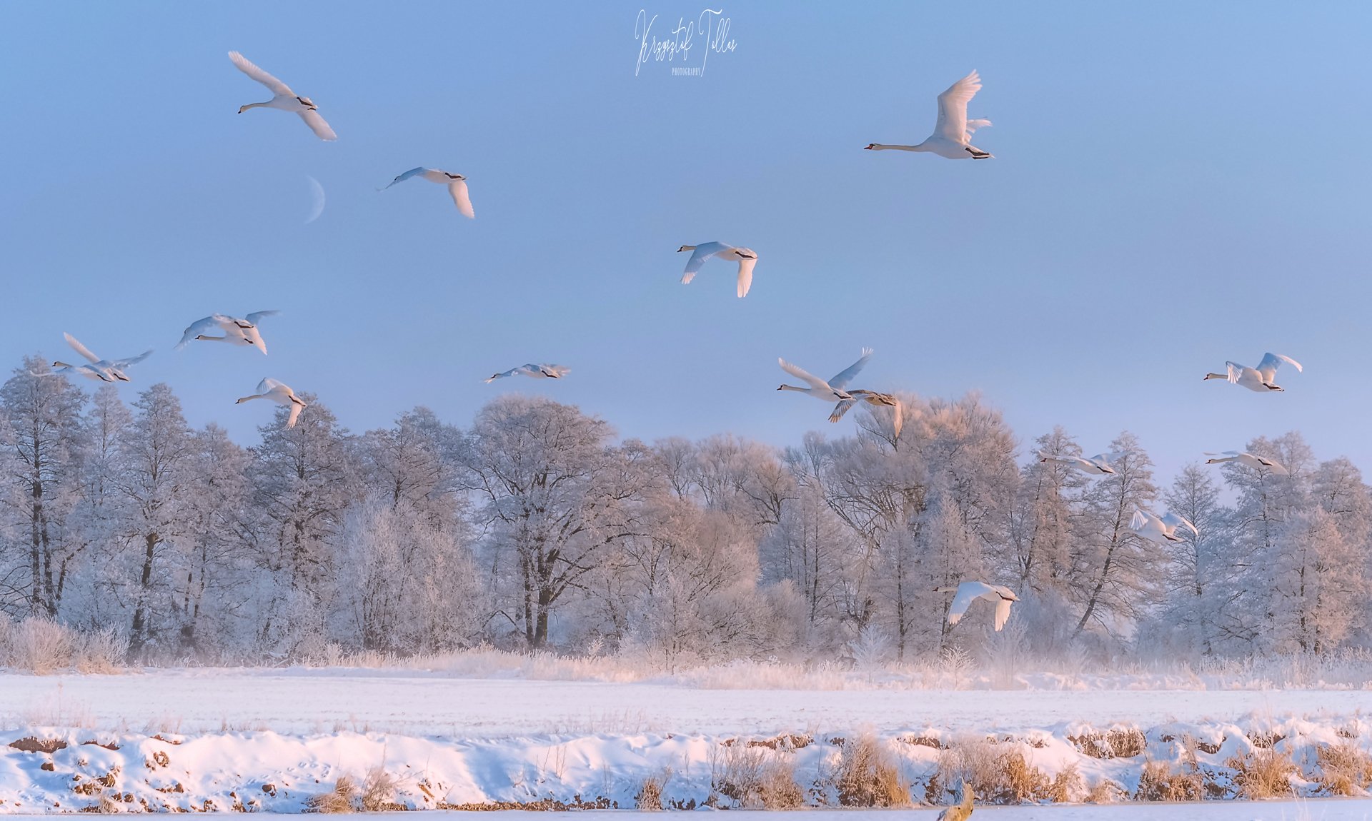 Winter, water, light, snow, river, birds, frost, morning, nikon, nature, fog, swans, landscape, gwda, Krzysztof Tollas