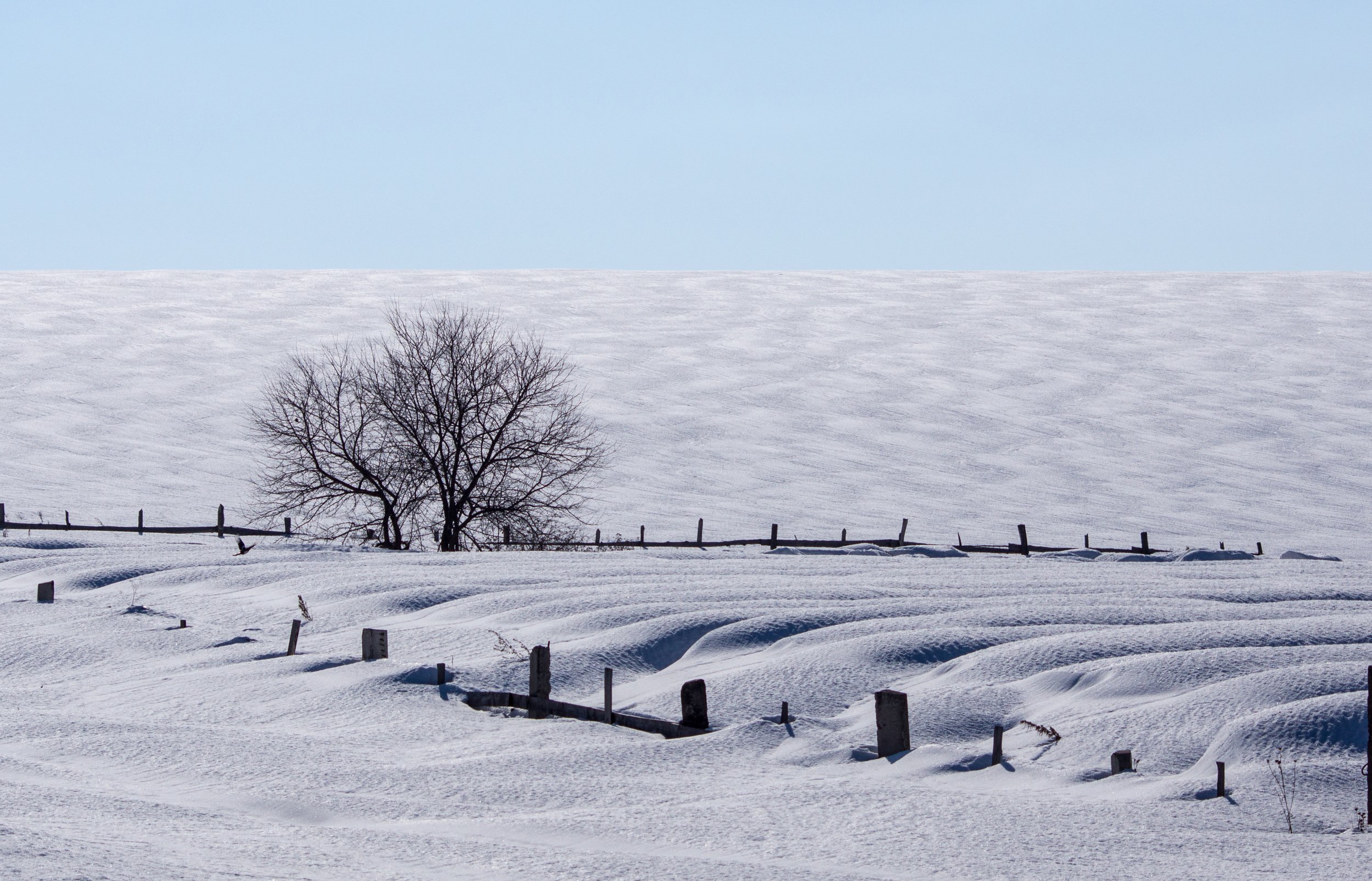 поле, зима, дерево, Андрей Хаймин
