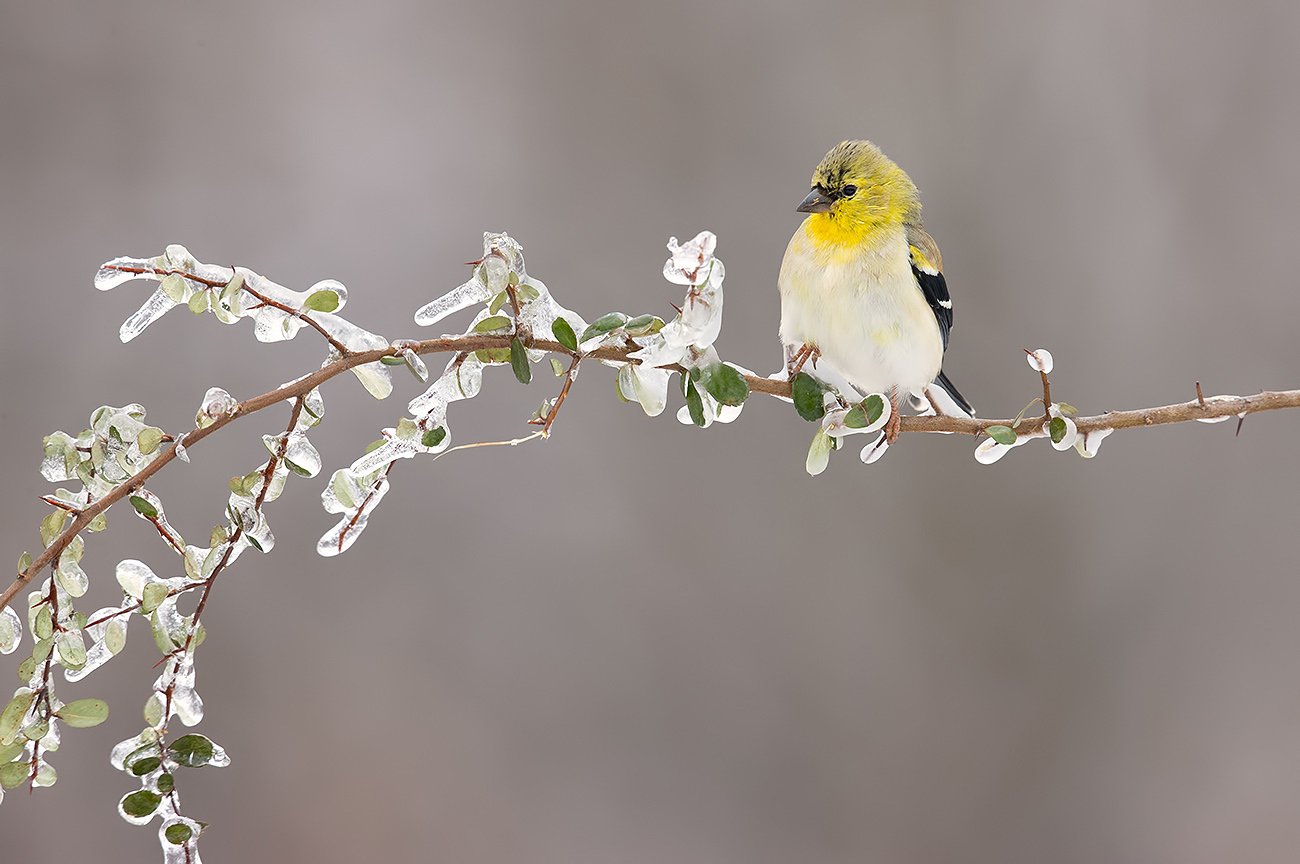 american goldfinch, американский чиж, чиж, winter birds, зимнии птицы, Elizabeth Etkind