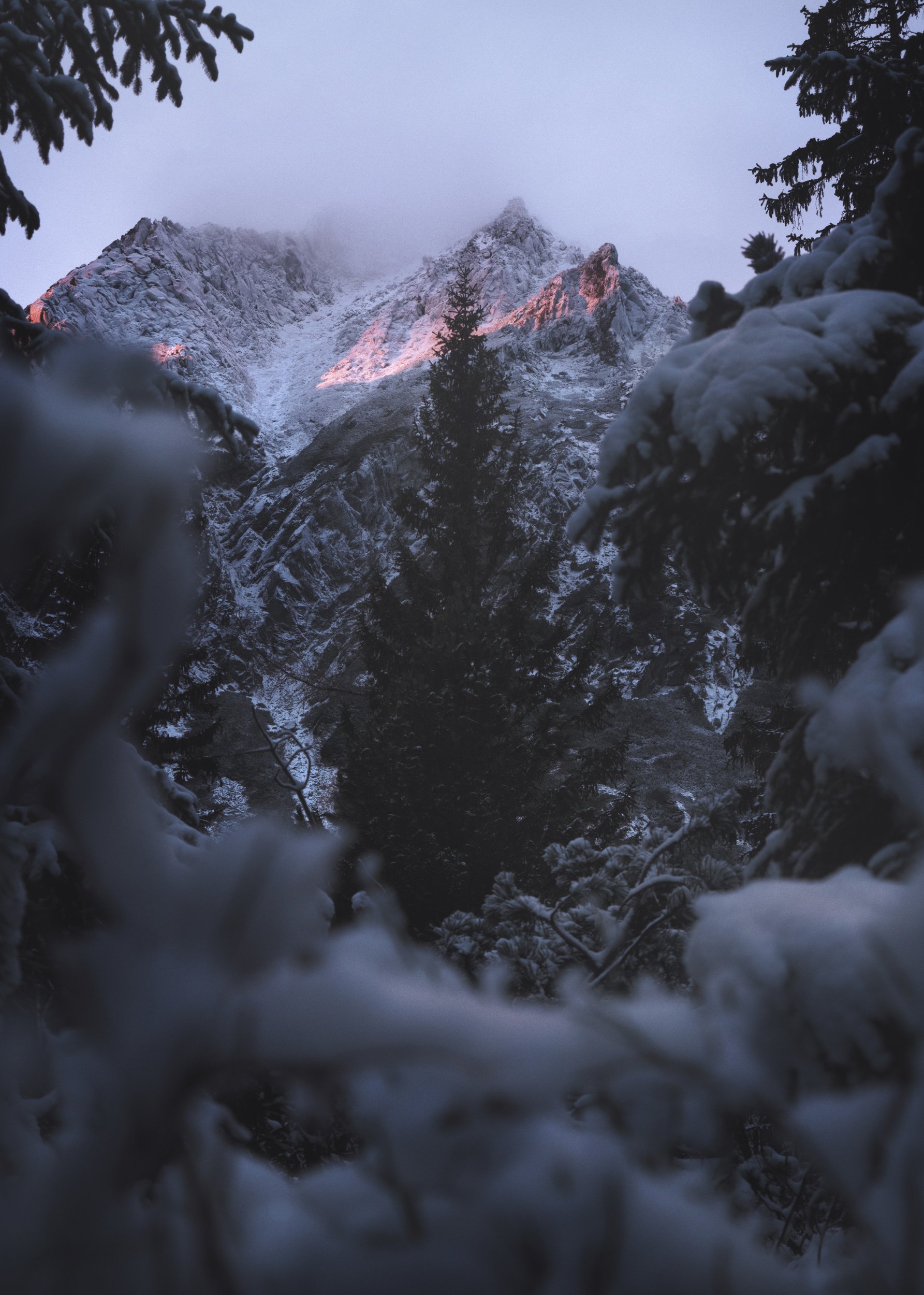 moring light, sunrise, alpenglow, mountains, winter, forest, Martin Balko