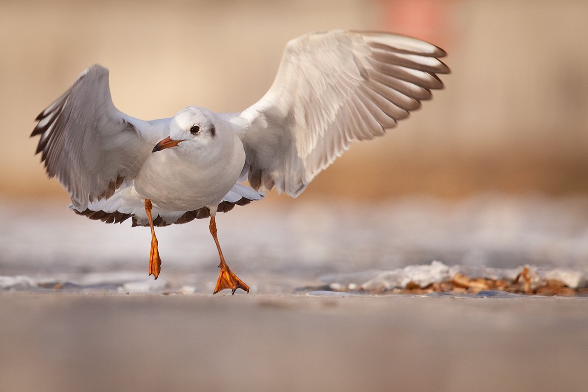 , Robert Adamec