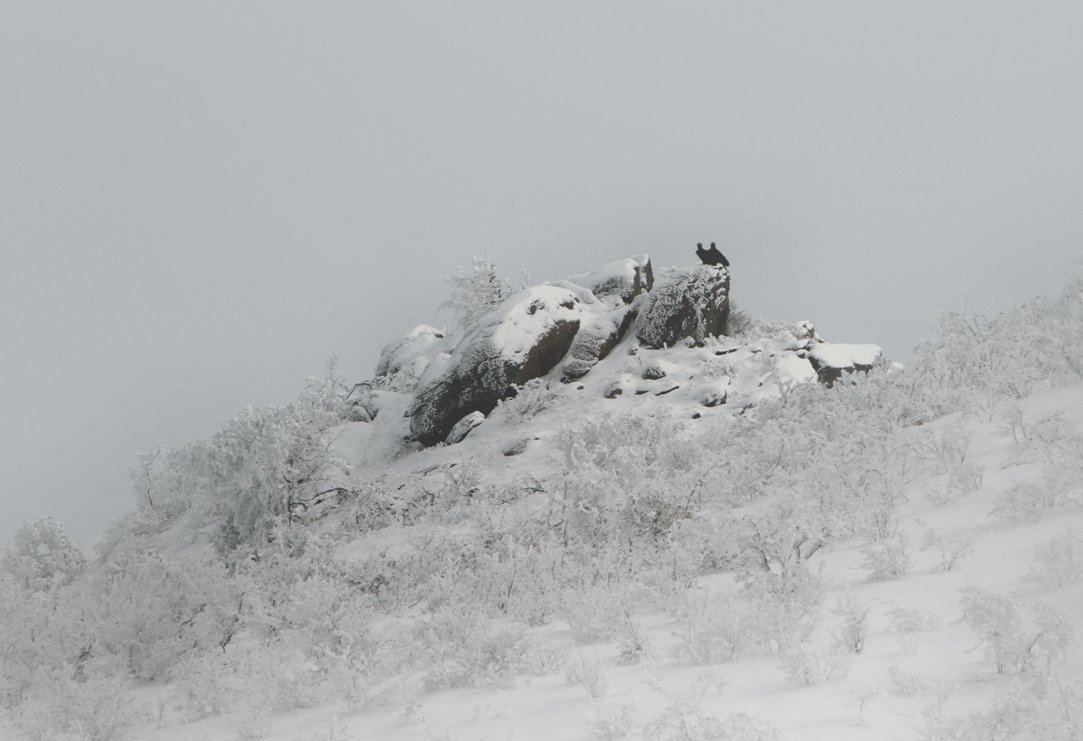 зима,грифы,горы,вечер,снег,пейзаж,природа,дагестан.., Marat Magov