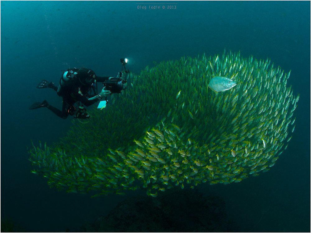 Diving, Kho Phangan, Sail Rock, Thailand, Олег Федин