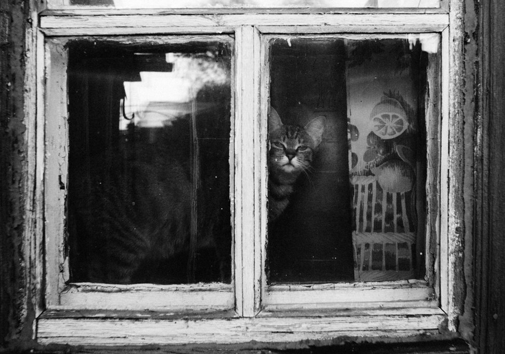 Кошка., Окно., Отражение., Саша