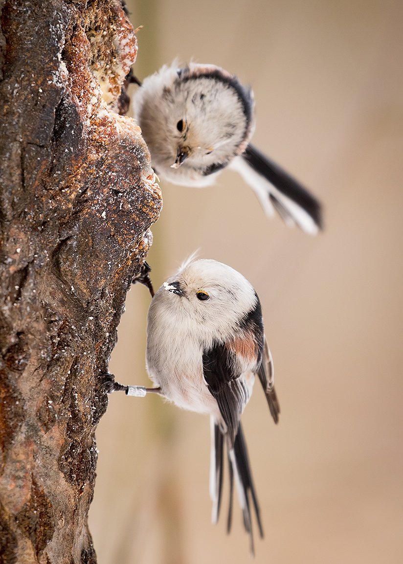 , Robert Adamec