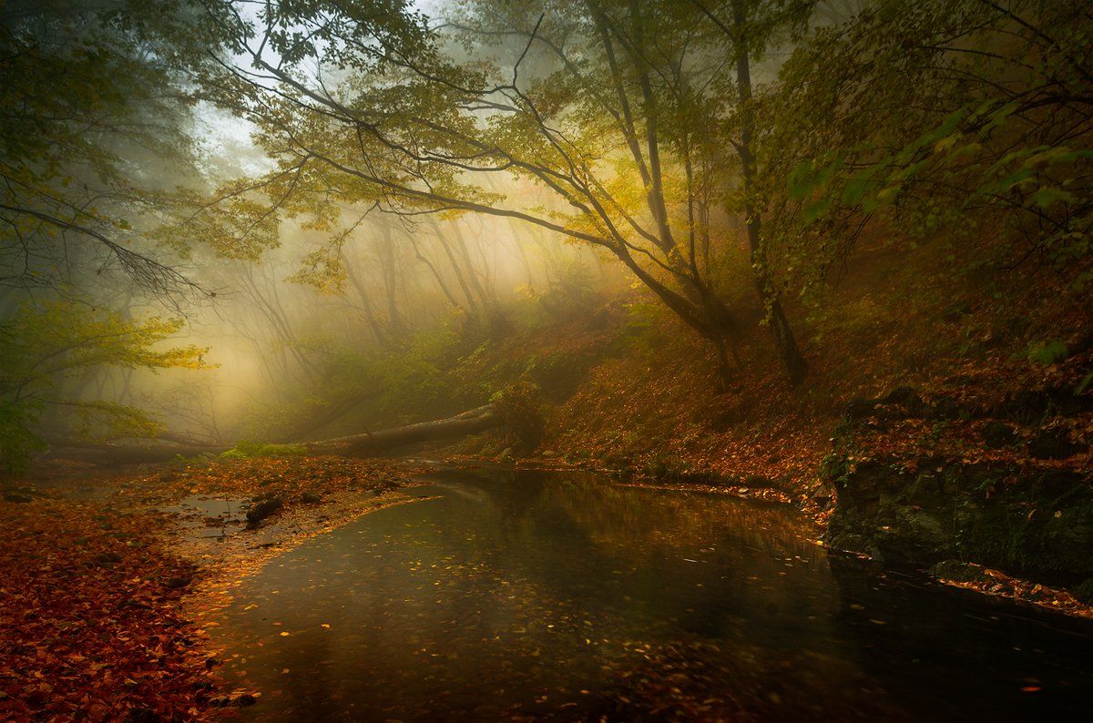 landscape nature scenery forest wood autumn mist misty fog foggy river mountain staraplanina bulgaria туман лес, Александър Александров