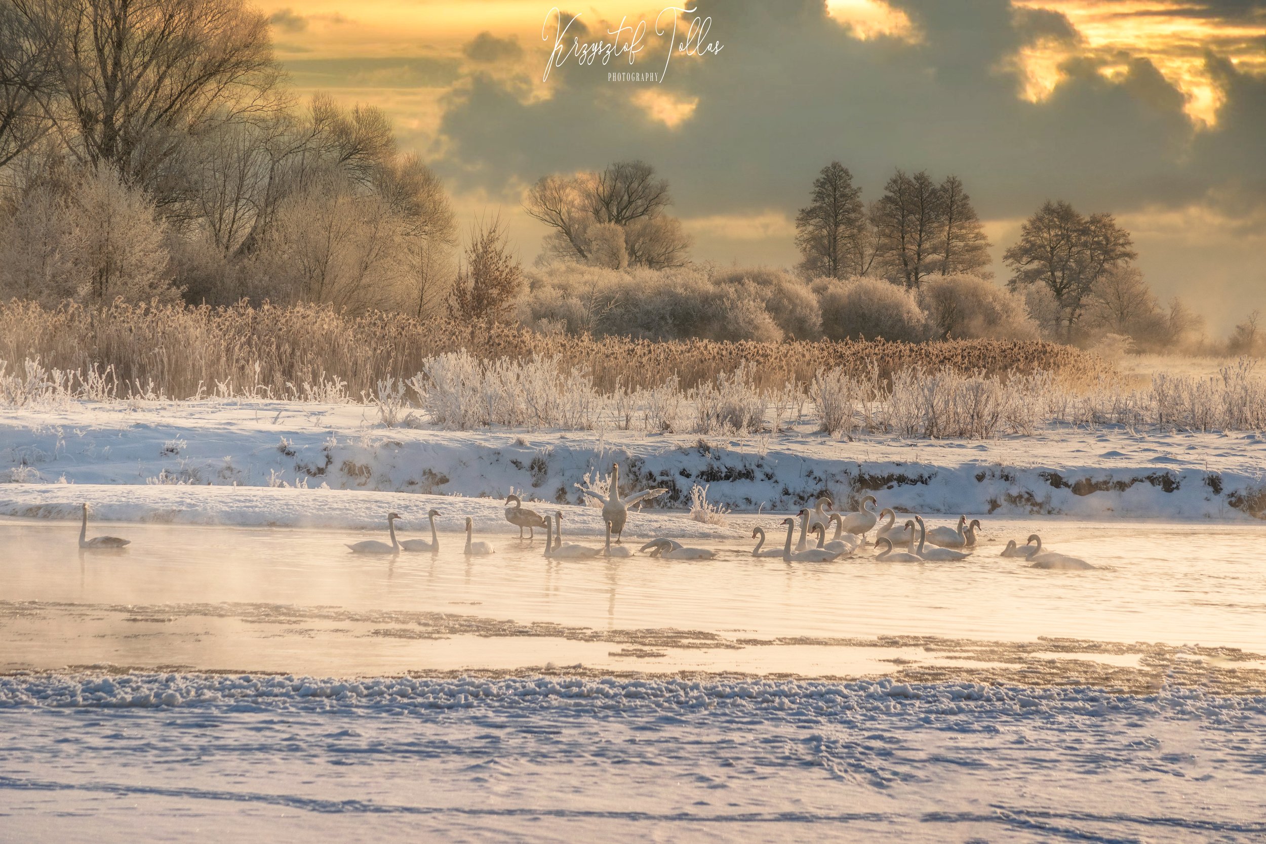 Winter, water, light, snow, river, birds, frost, morning, nikon, nature, fog, swans, landscape, gwda, Krzysztof Tollas