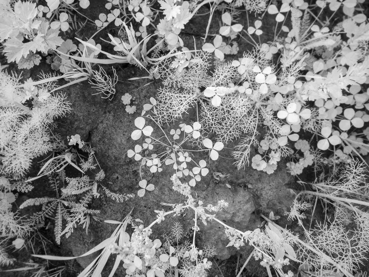 Ладога, лето,  IR, цветы, трава, природа, черно-белое, инфракрасная фотография, Сергей Козинцев