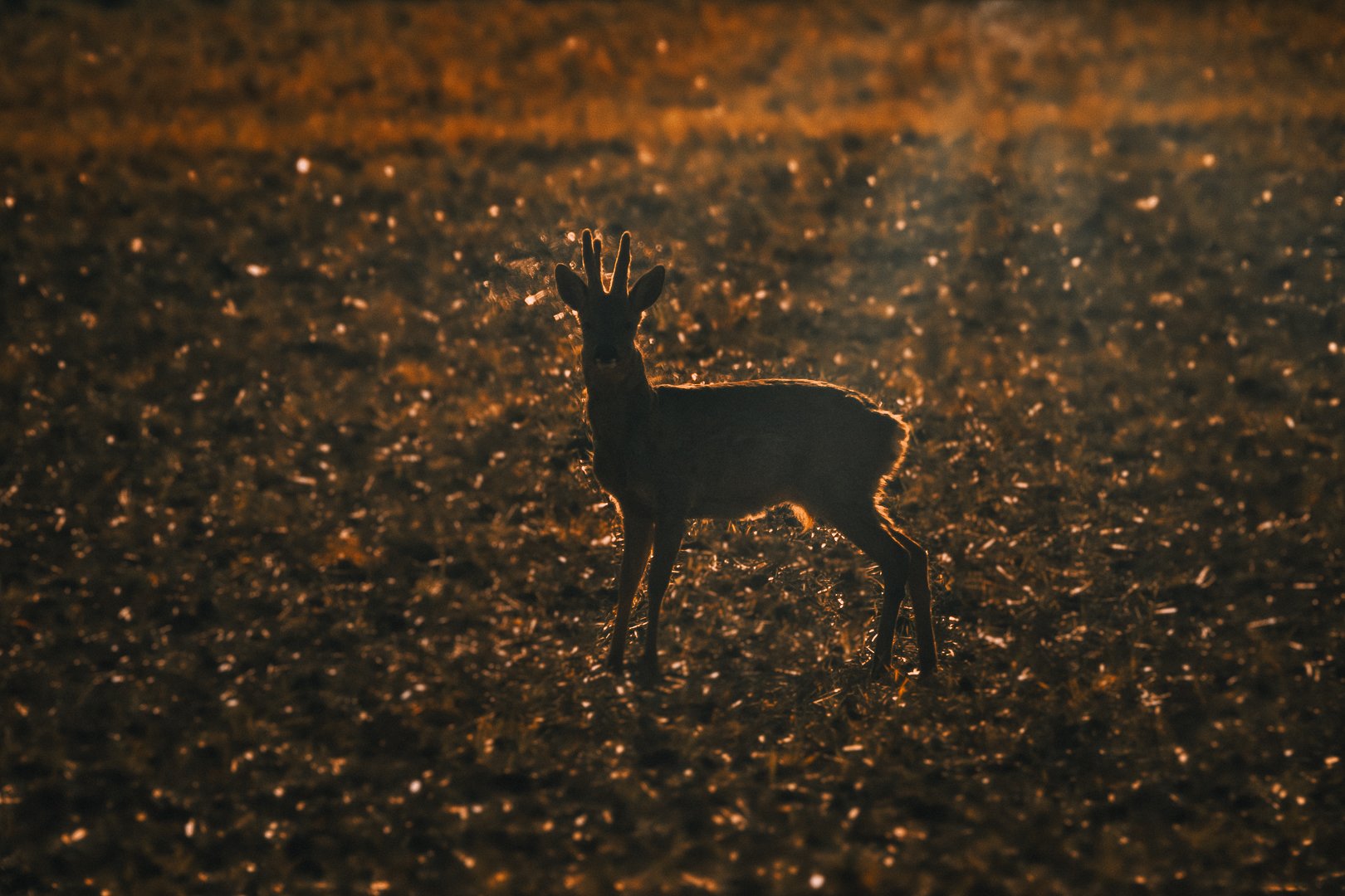 roe deer; deer; golden hour: wildlife; sunset; nature; animal; chevreuil; brocard; reh; косуля, Sibé