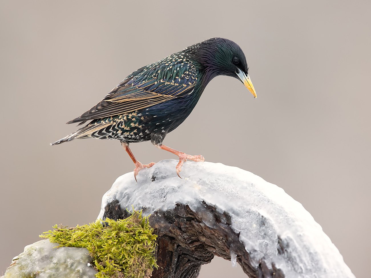 cкворец, european starling,  starling,зима, Elizabeth Etkind