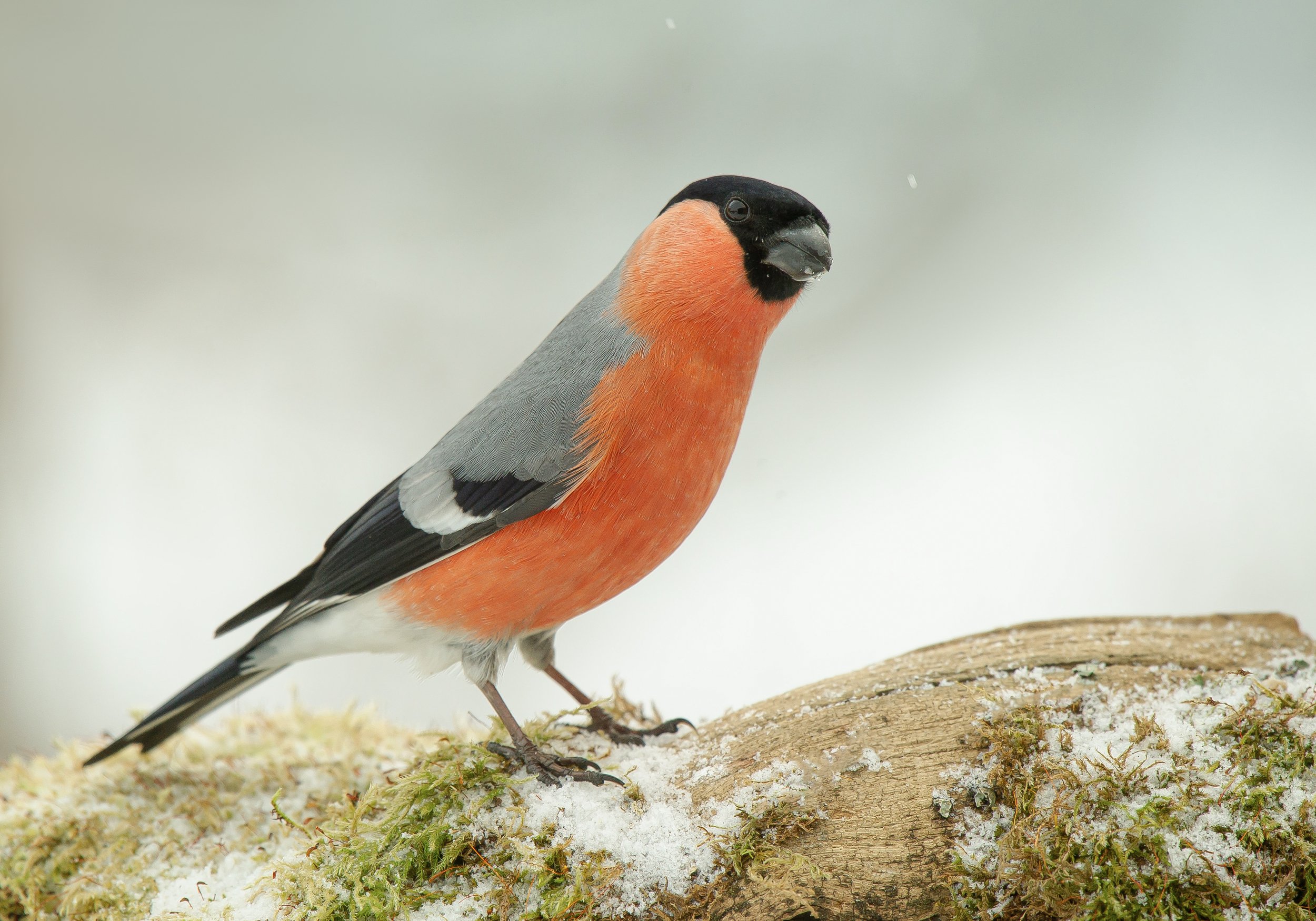 птицы,природа, зима, Андрей Киселёв
