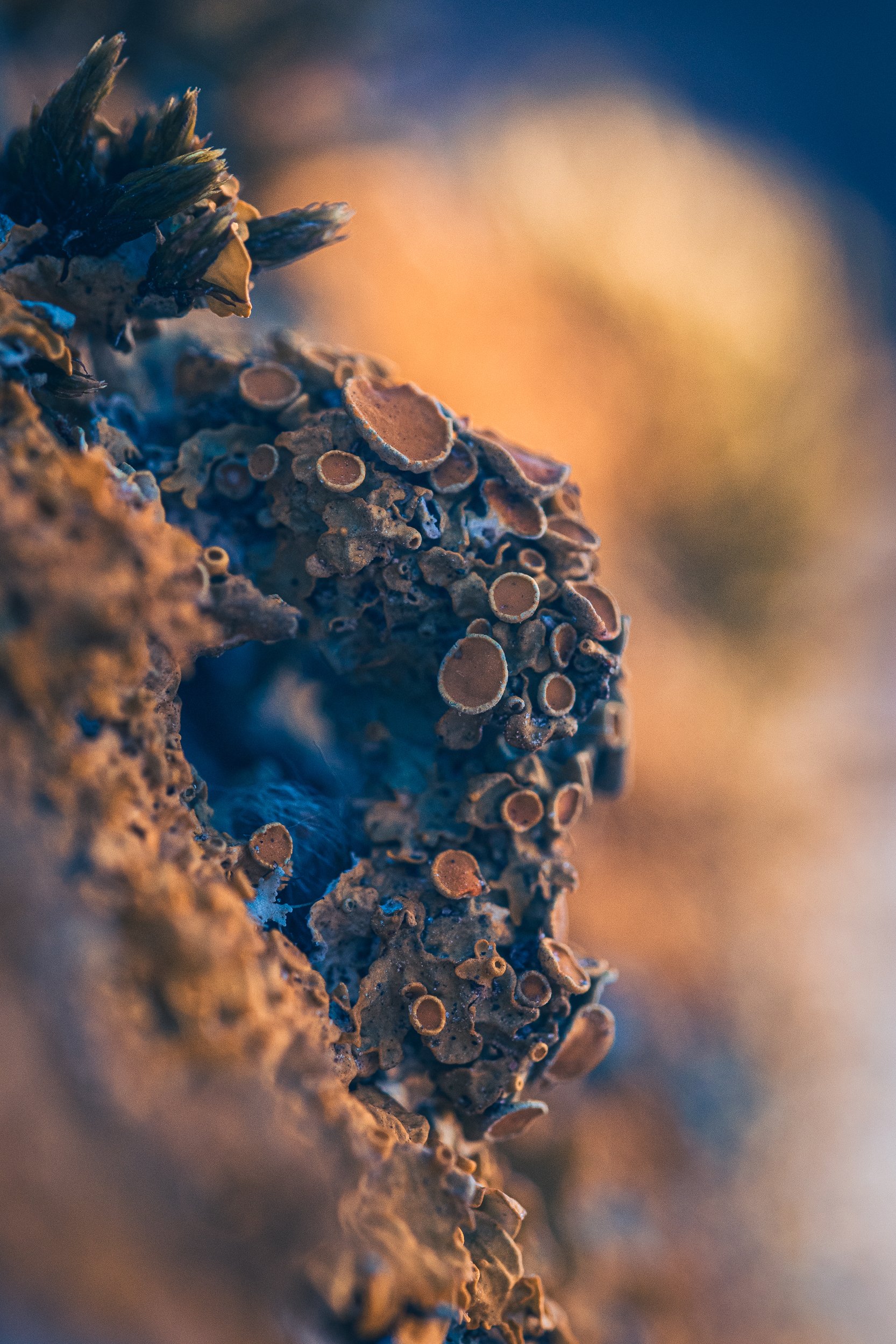 macro lichen flora , Дмитрий Рябцев
