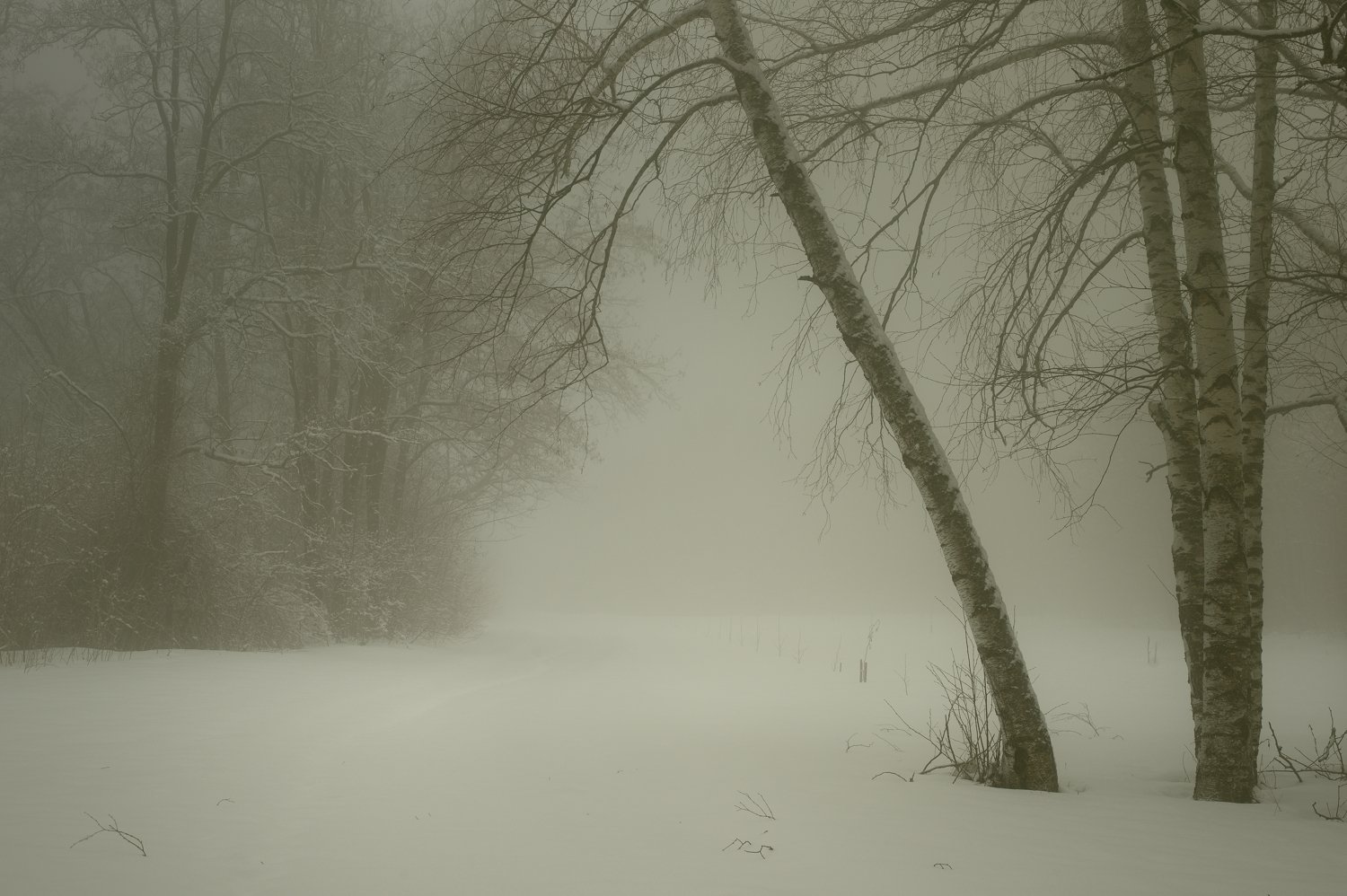 зима туман лес утро, Александр Жарников