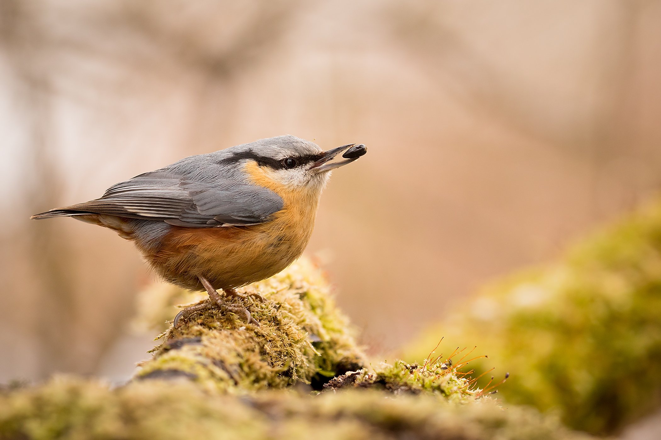 , Robert Adamec