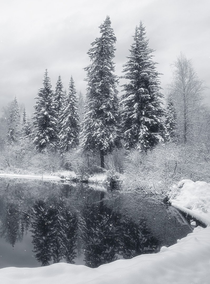 зима, лес, сибирь, ели, отражение, чб, монохром, Марина Огнева