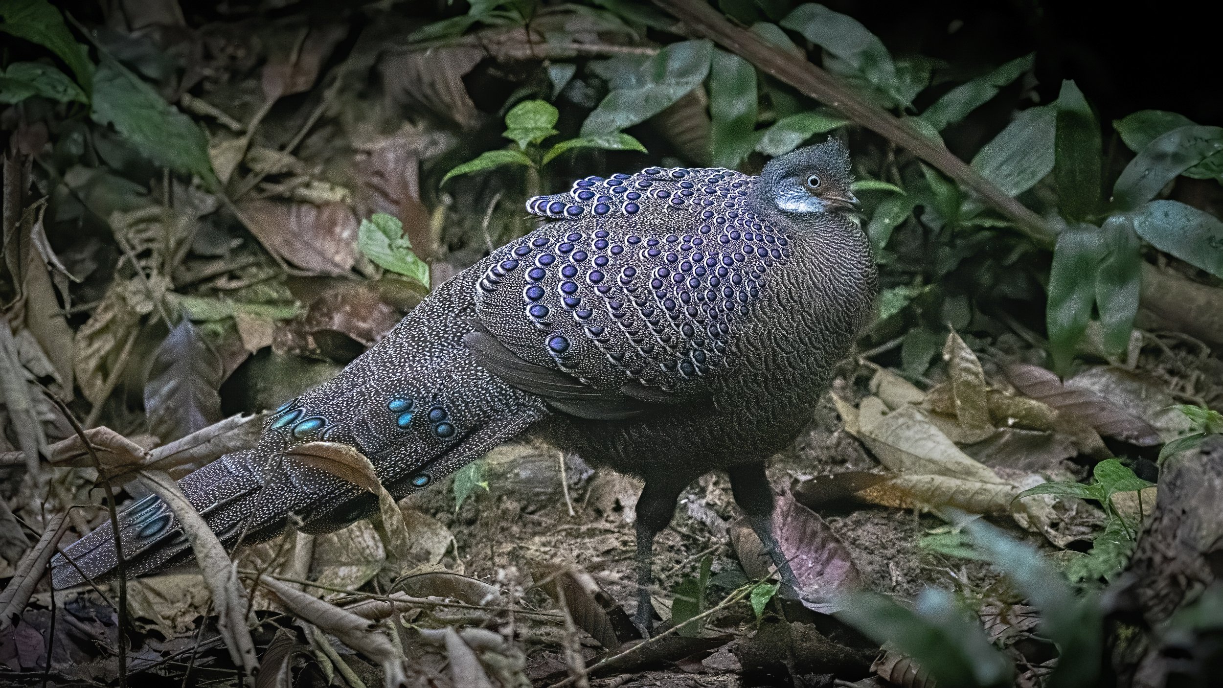 Grey Peacock Pheasant Dehing Patkai, Arpan Saha