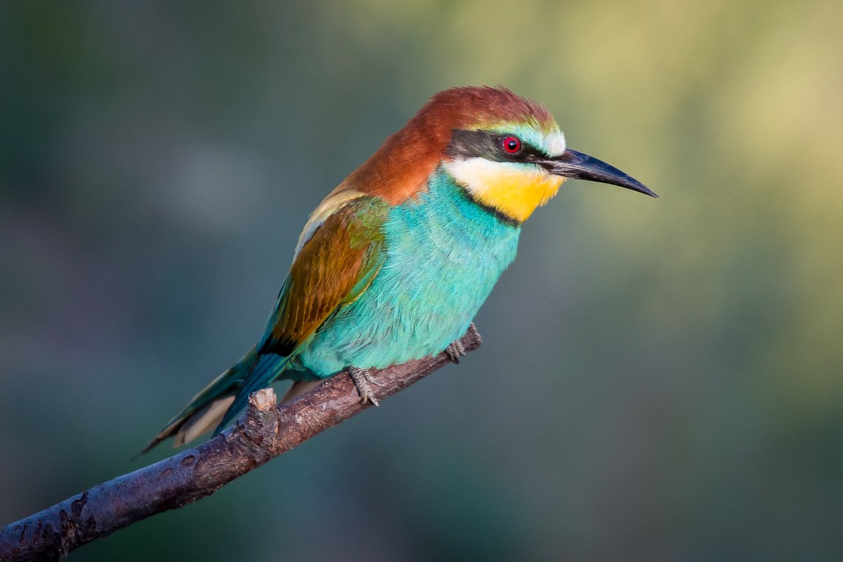 золотистая щурка, птицы, лето, birds, wildlife, bee-eater, Алексей Юденков