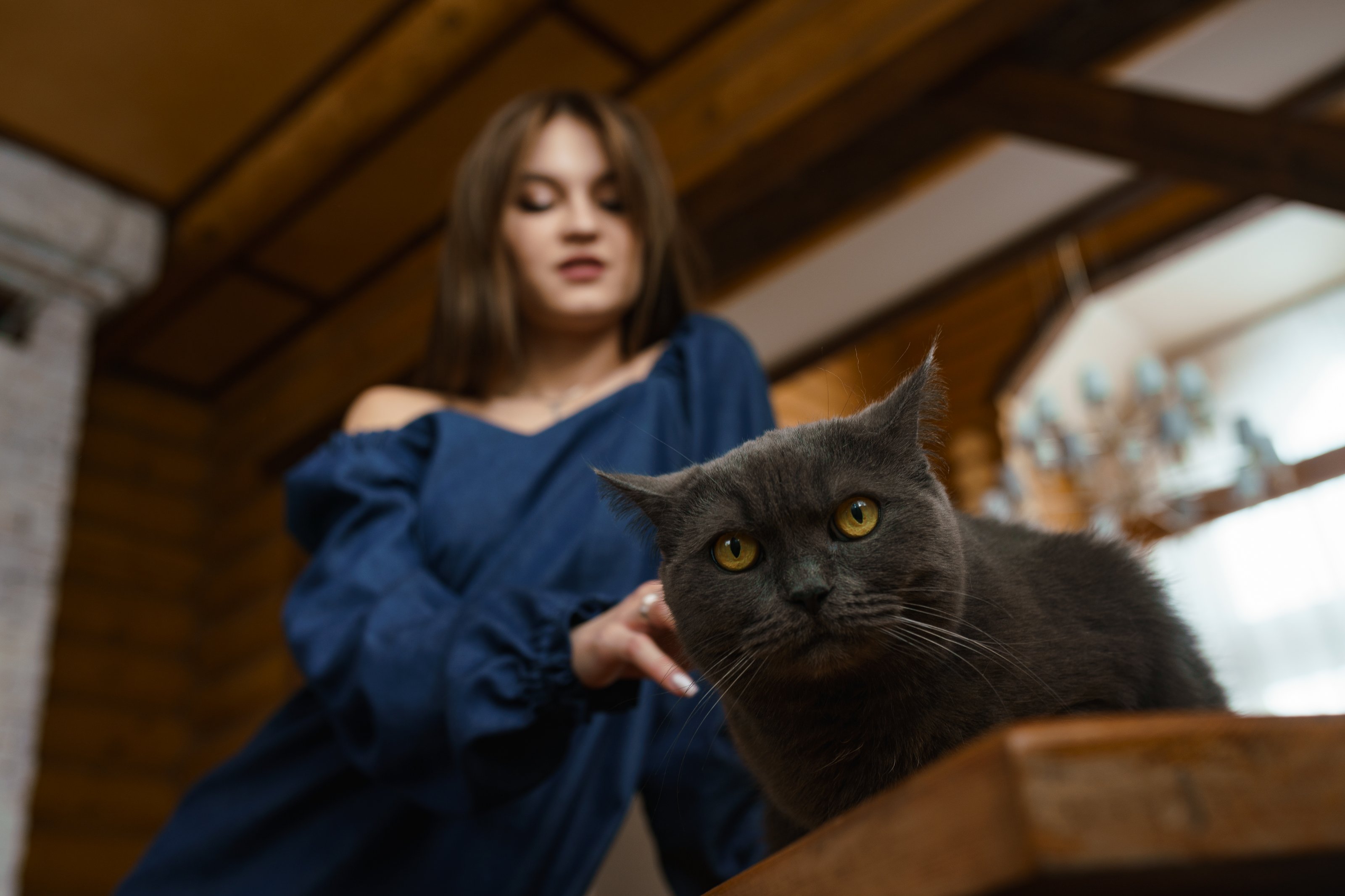 кот, зеленые глаза, серый, синее платье, девушка, деревянный дом, взгляд, Вадим Миронов