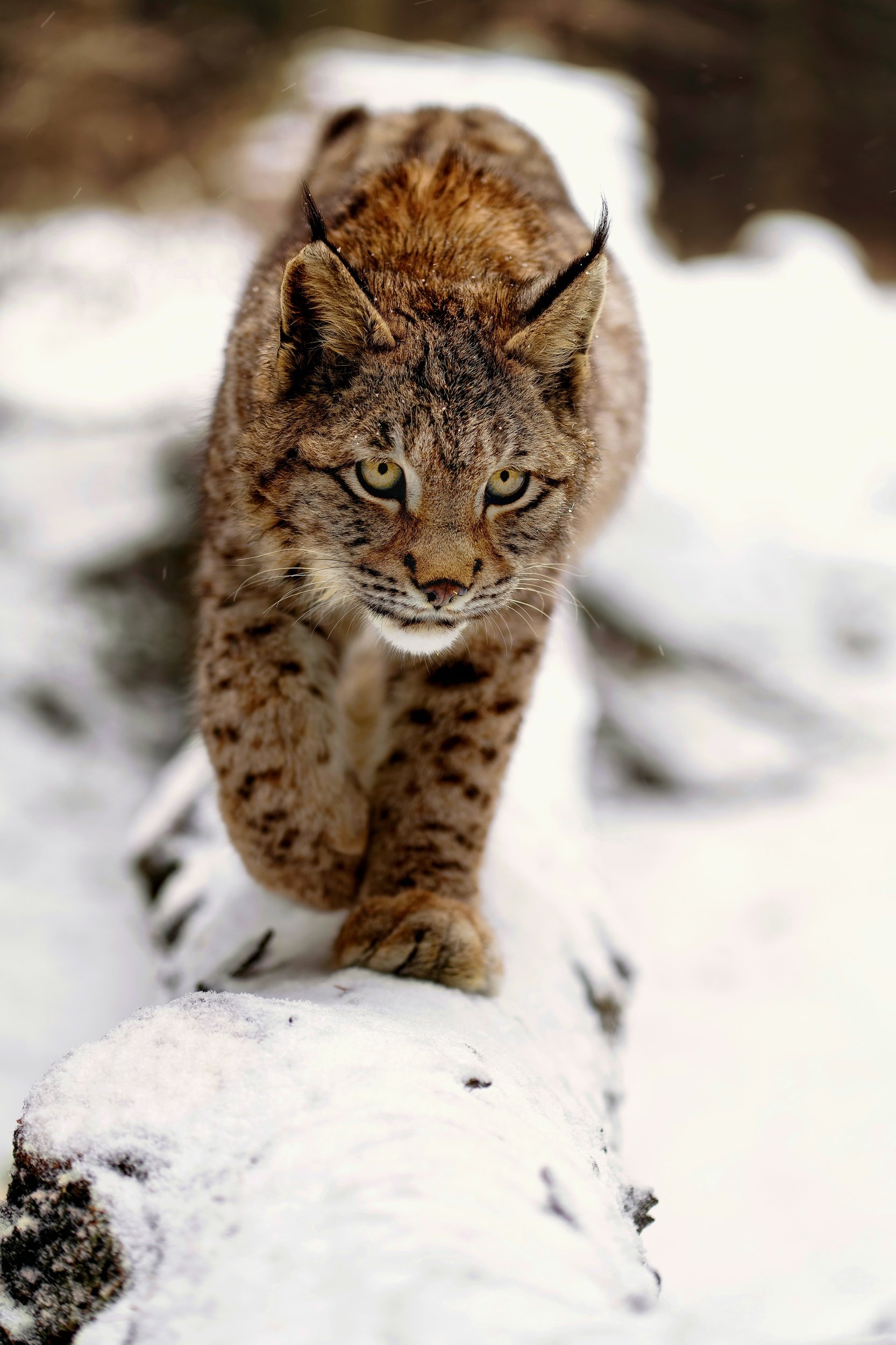 #nature #animal #bobcat #lynx #winter #snow #forest, Michaela Firešová