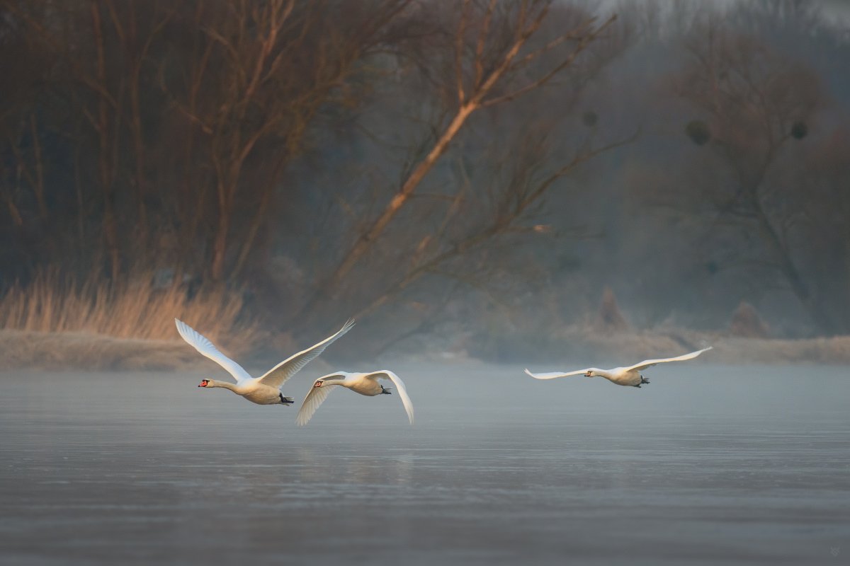 mute swan, swan, birds, wildflie, river, лебедь-шипун, лебедь, птицы, wildflie, река, Wojciech Grzanka