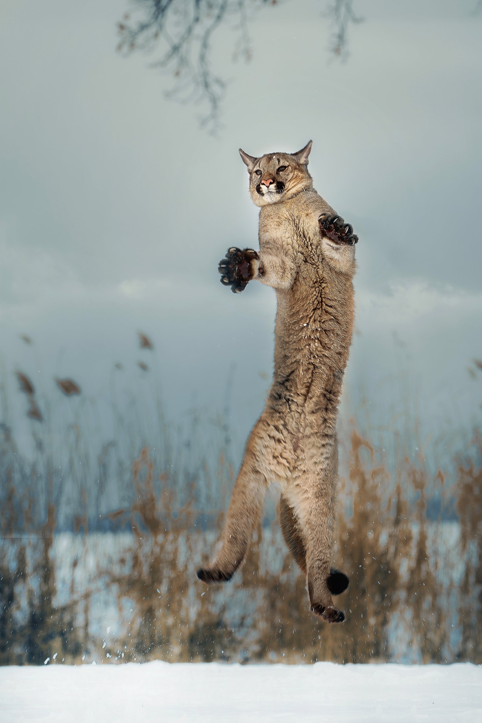 cougar, big cat, jumping, Michaela Firešová
