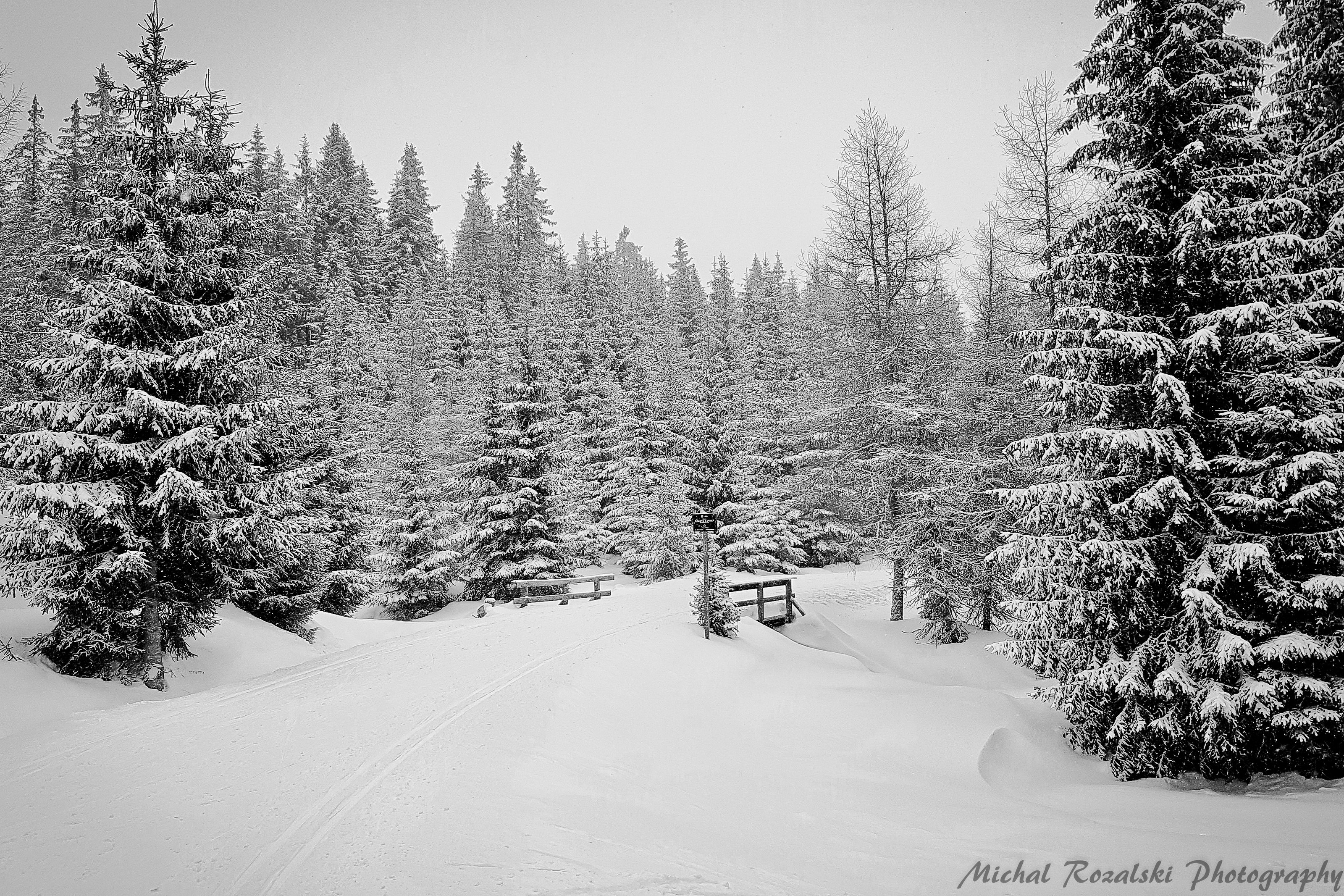 winter, ,season, ,blackandwhite, ,snow, ,landscape, ,trees, ,, Michal Rozalski