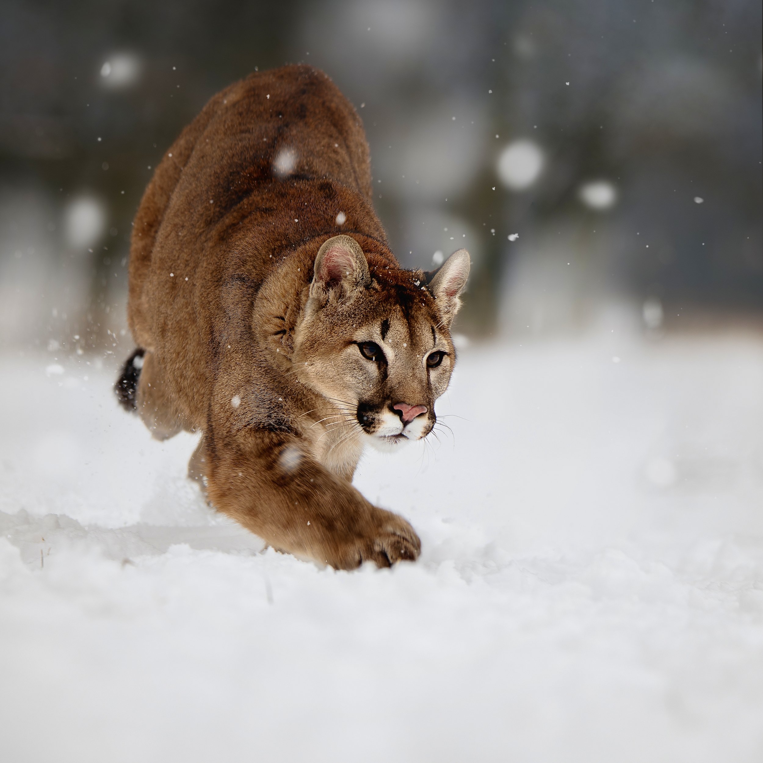 cougar, snow, running, Michaela Firešová