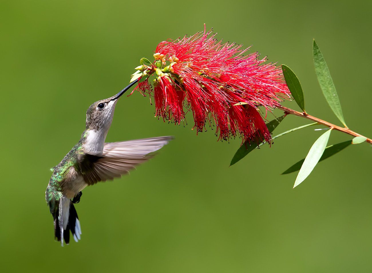 колибри,ruby-throated hummingbird, hummingbird, весна, Elizabeth Etkind