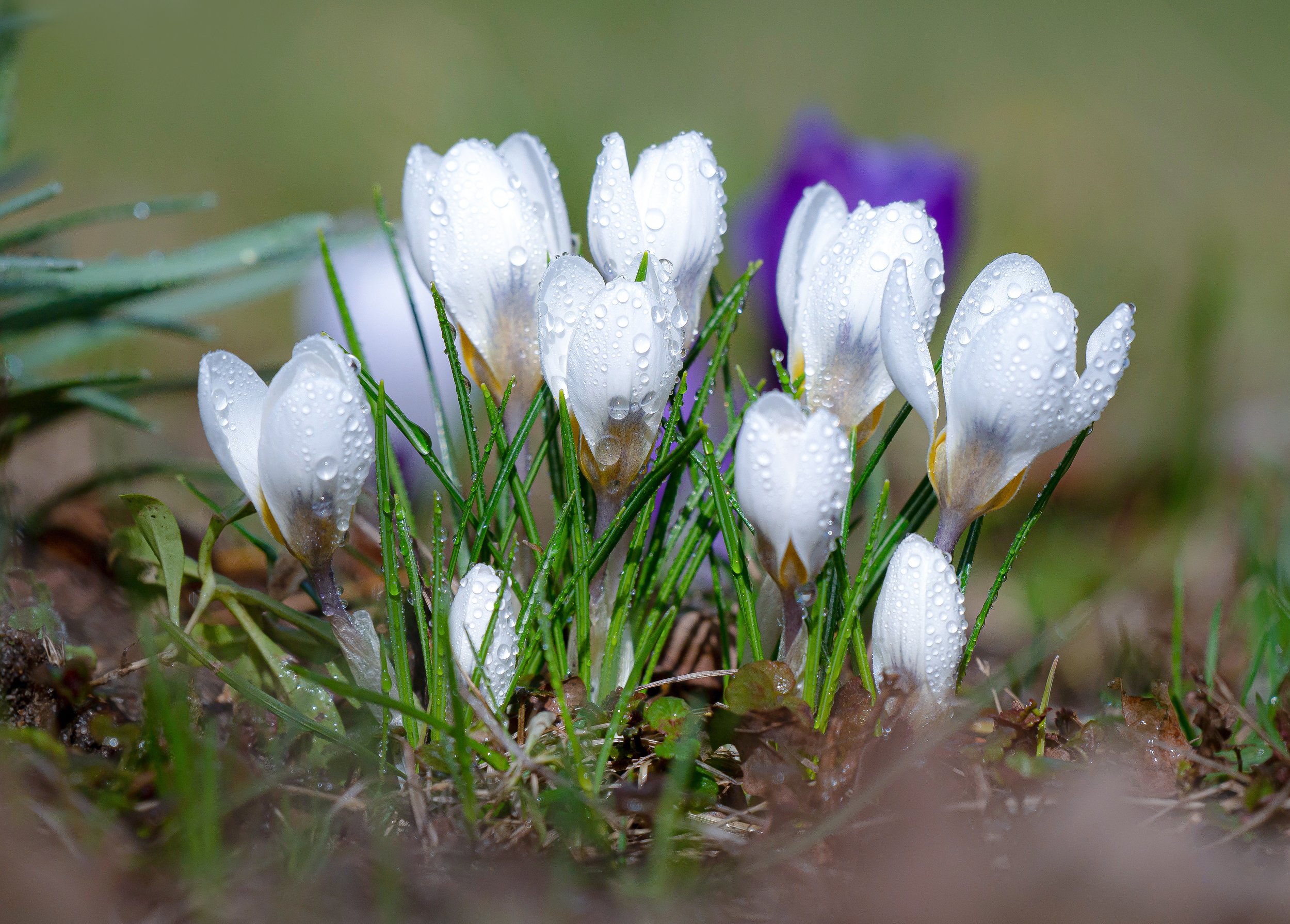праздник,природа, весна,цветы, Андрей Киселёв