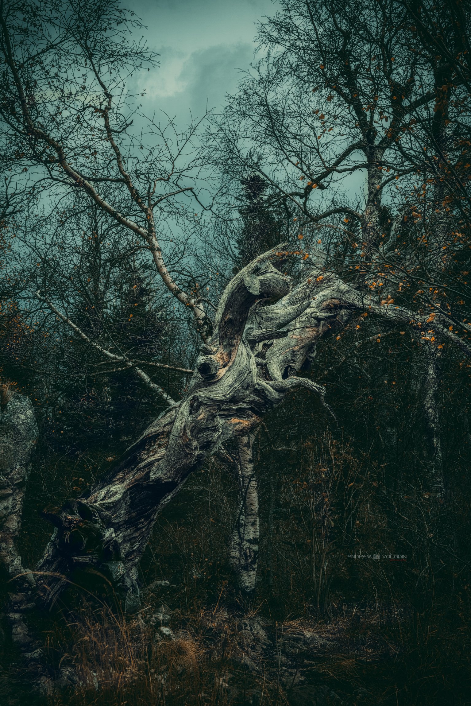 лес леший плато лагонаки дерево коряга страж, Андрей Володин
