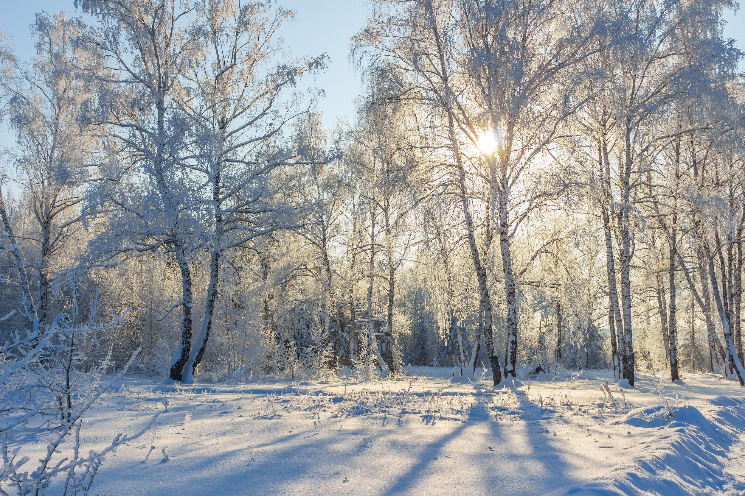 снег, природа, мороз, лес, иней, зима, Руслан Востриков