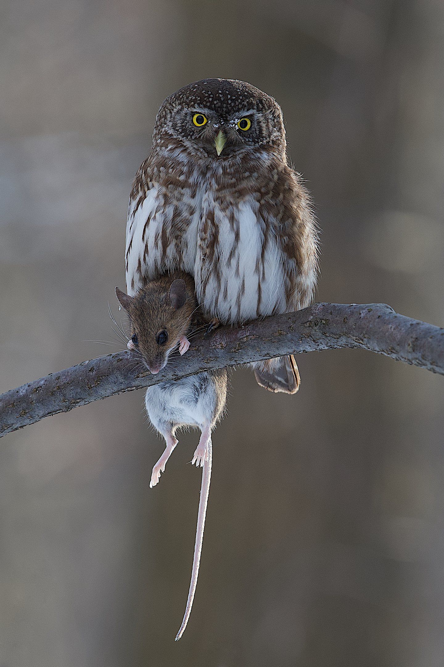 птицы  nikon  pygmy  owl  мышь  хищная птица, Вячеслав Заметня