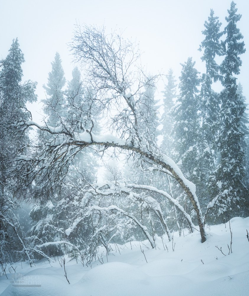 winter,fog,mist,forest,woodlands,snow,snowy,woods,boreal,norway,norwegian,, Adrian Szatewicz