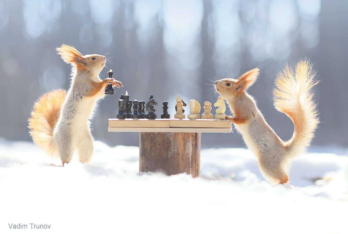 белка, шахматы, squirrel, Вадим Трунов