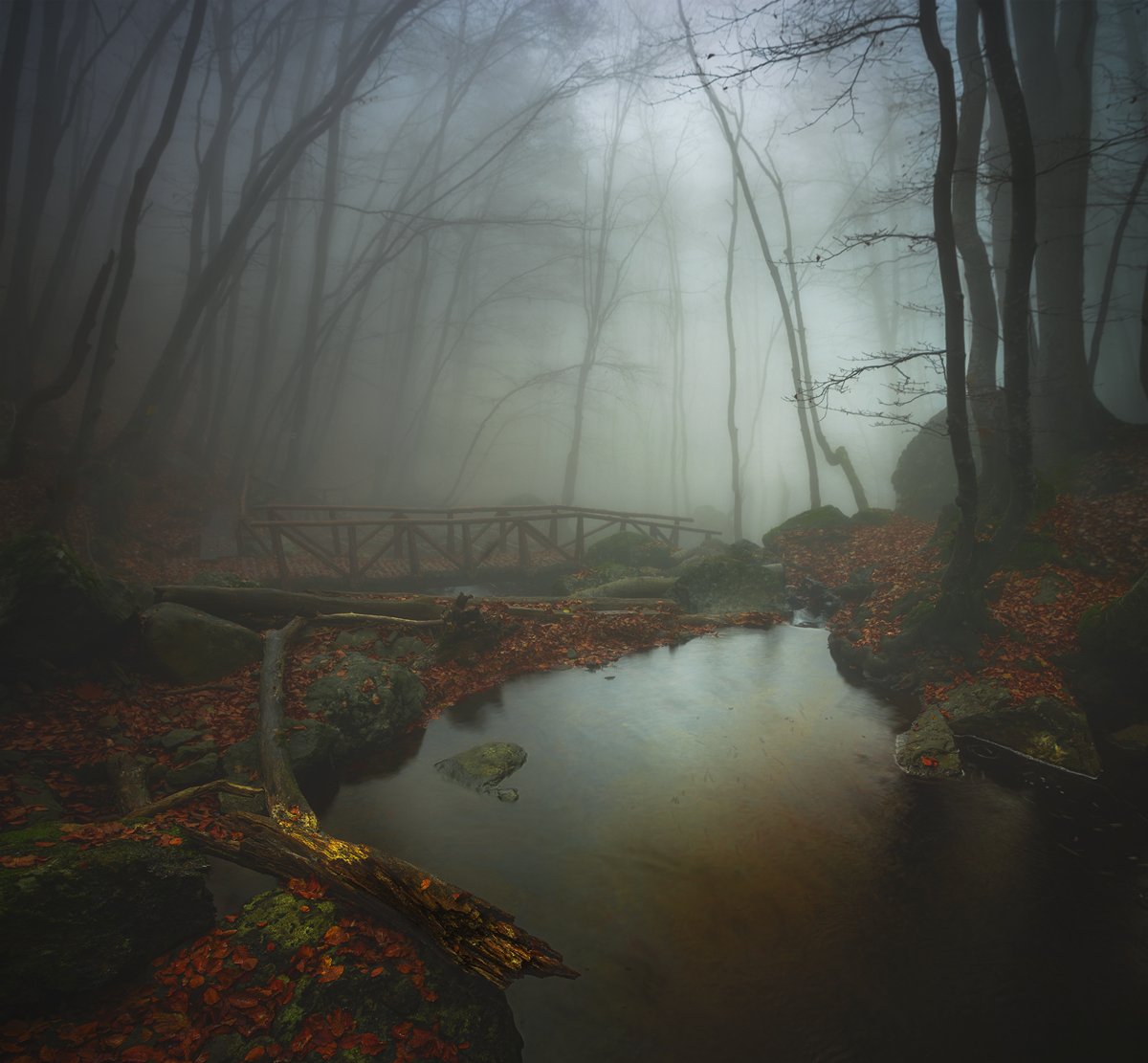landscape nature scenery forest wood autumn mist misty fog foggy colors mountain vitosha bulgaria туман лес, Александър Александров