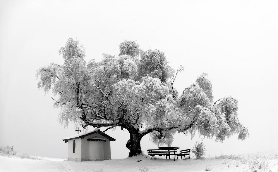 Белый, Дерево, Зима, Снег, Храм, Valeri Simov